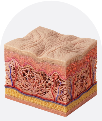 skin-cross-section-wrinkles-dermal-structure-aging-skin-layers